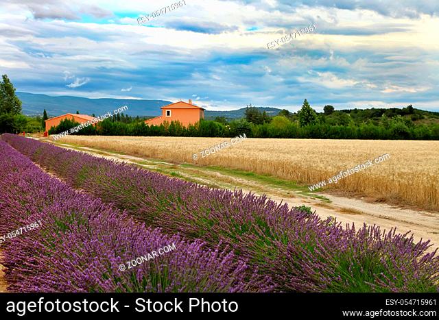 Summer Landscape with Wheat and Lavender field in Provence, southern France