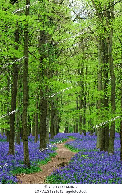 England, Hertfordshire, Dockey Wood, A path leading through Dockey Wood carpeted with Bluebells, on the Ashridge Estate