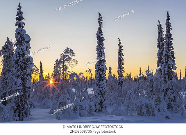 Winter landscape in direct light at sunset with nice warm color in the sky and cold blue color on the snow, and sun shining through the trees looking like a...