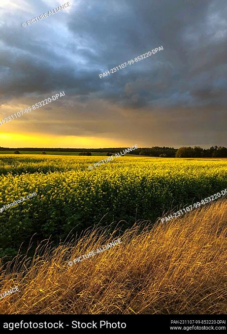07 November 2023, Brandenburg, Sieversdorf: Dark rain clouds pass over a field of flowering mustard in the Oder-Spree district of East Brandenburg