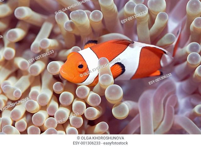 Anemone and Clownfish