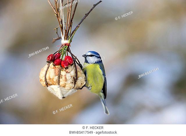 blue tit (Parus caeruleus, Cyanistes caeruleus), blue tit at nuts ball, winter feeding, Germany