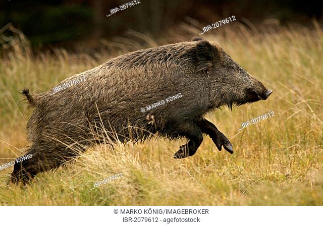 Wild boar (Sus scrofa), in captivity, Czech Republic, Europe