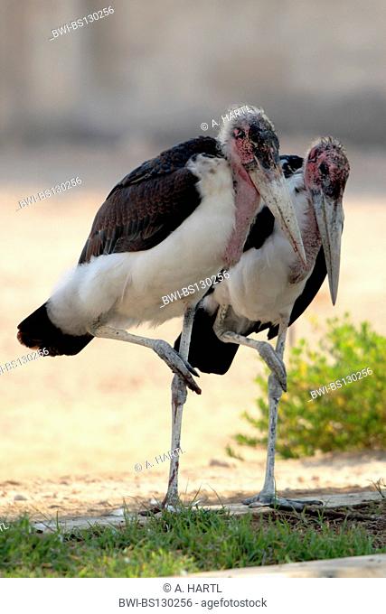 marabou stork (Leptoptilos crumeniferus), two individuals standing next to each other synchronously, Qatar