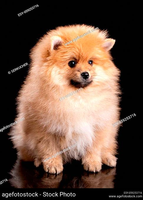 Portrait of a sitting Pomeranian Spitz on black background. Little fluffy puppy with black eyes posing in front of camera. Studio shooting