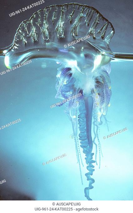 Pacific man o'war, Physalia utriculus, stinging cells in the tentacles for catching prey can be extremely painful to humans, New South Wales, Australia