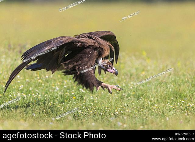 Cinereous vulture (Aegypius monachus), Spain, Europe