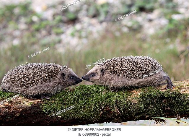 European Hedgehogs (Erinaceus europaeus), young, 7-8 weeks, Allgäu, Bavaria, Germany