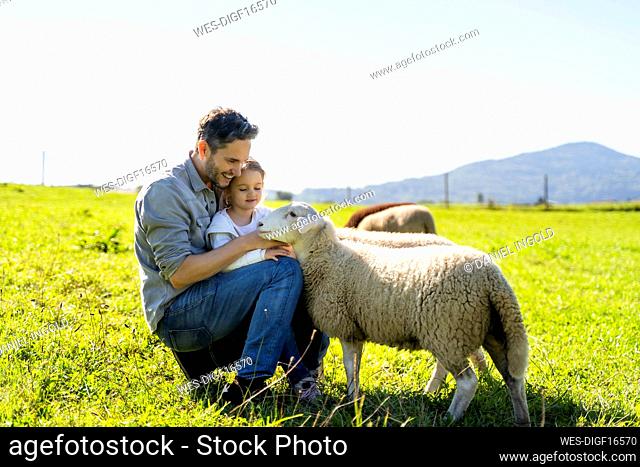 Smiling father and daughter stroking sheep in farm