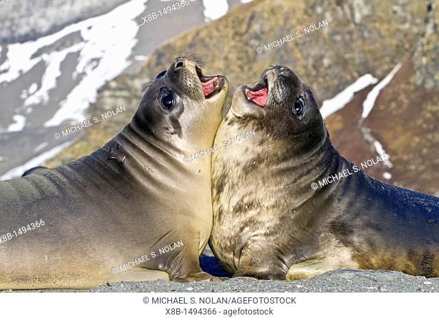 Male southern elephant seal Mirounga leonina pups mock fighting on South Georgia Island in the Southern Ocean  MORE INFO The southern elephant seal is not only...