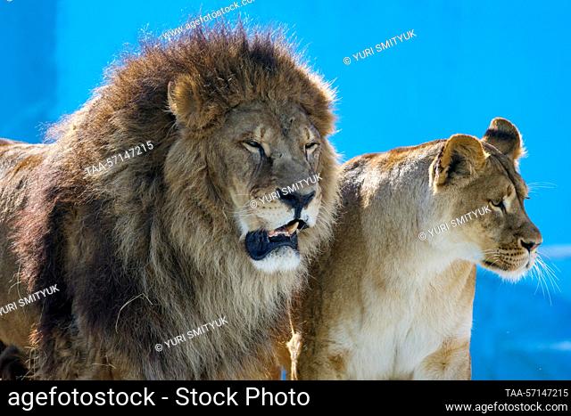 RUSSIA, VLADIVOSTOK - FEBRUARY 2, 2023: African lions live at Sadgorod Zoo. Three cubs born to a family of Bonifatsiy, 15