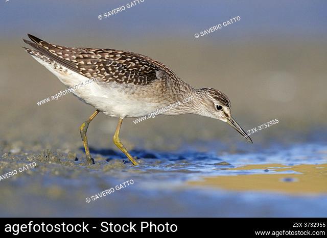 Wood Sandpiper (Tringa glareola), side view of an individual looking for food in a pond, Campania, Italy