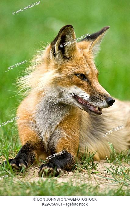 Red fox Vulpes vulpes Adult showing little fear loafing on cottage lawn
