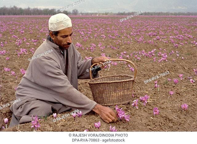 Spices , grower plucking saffron flowers wearing a 'pehran' to protect himself from the cold winds during the harvest season
