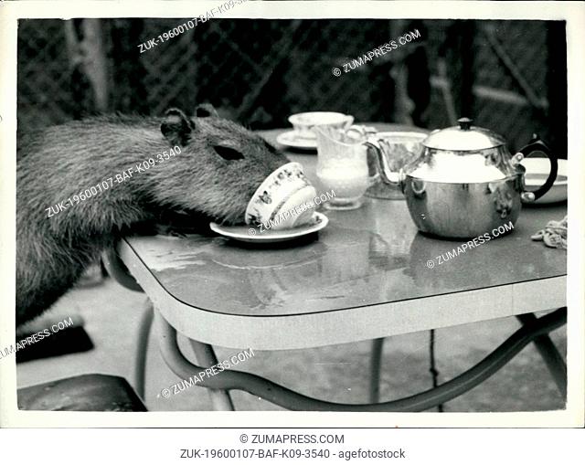 Feb. 26, 2012 - A cuppa for cappi. worlds largest rodent has refreshment. The capibarra is the largest rodent in the world