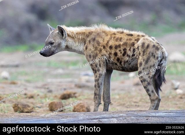 Spotted Hyena (Crocuta crocuta), side view of an adult standing on the ground, Mpumalanga, South Africa