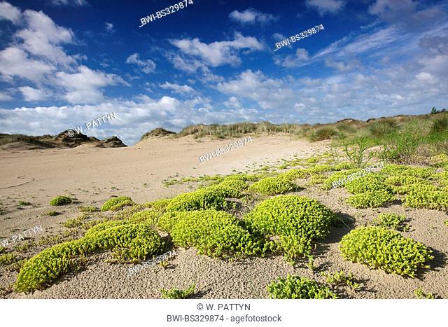 common stonecrop, biting stonecrop, mossy stonecrop, wall-pepper, gold-moss (Sedum acre), blooming on dunes, Belgium, Naturreservat De Westhoek