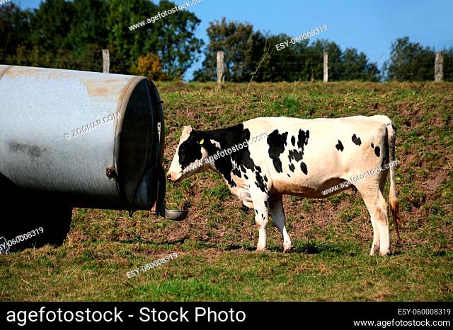 Kuh an einem Wasserwagen