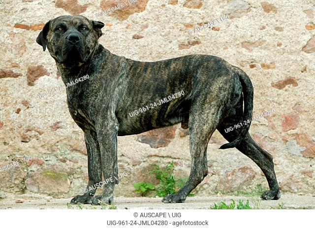 Dogo canario, also known as Presa Canario, breed originating in the Canary Islands as guard and cattle dog, a gentle giant, protective, alert, even-tempered