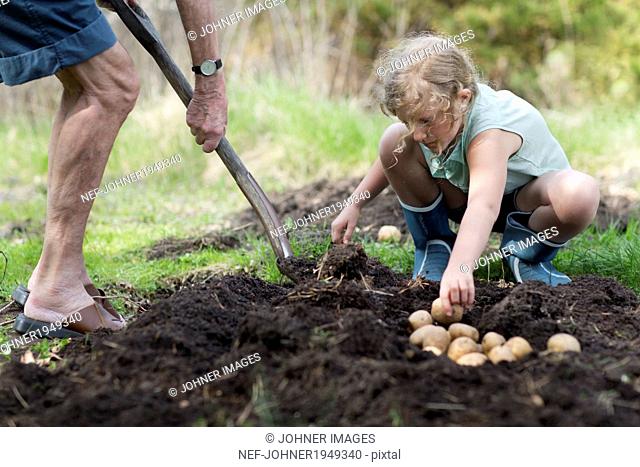 Girl with grandfather planting potatoes, Sweden