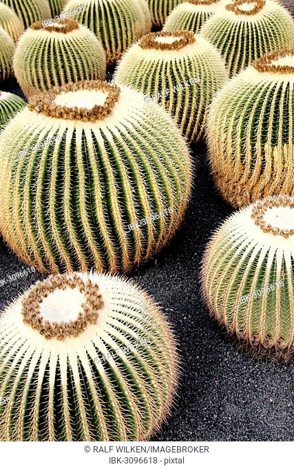 Golden Barrel Cactus, Golden Ball Cactus or Mother-in-Law's Cushion (Echinocactus grusonii), several cacti