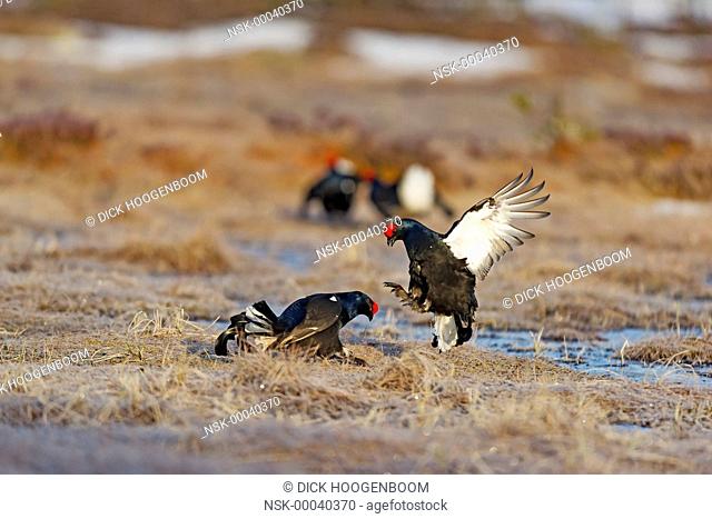 Black Grouses (Tetrao tetrix) fighting, Sweden, Hamra, Hamra National Park