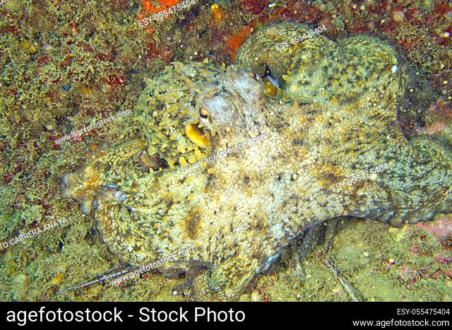 Common octopus, Octopus vulgaris, Pulpo comun, Cabo Cope-Puntas del Calnegre Natural Park, Mediterranean Sea, Region de Murcia, Murcia, Spain, Europe