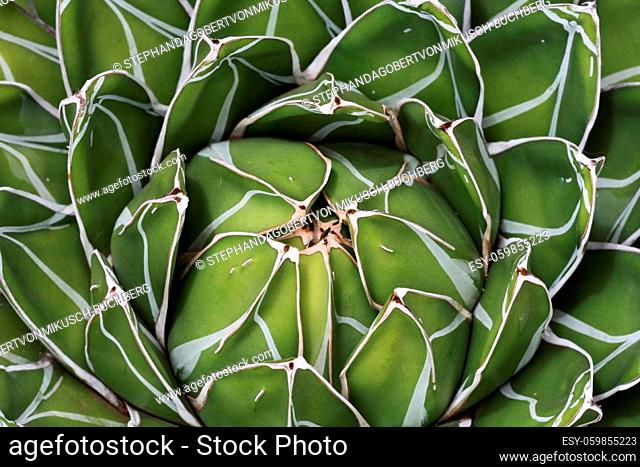 agave victoriae-reginae