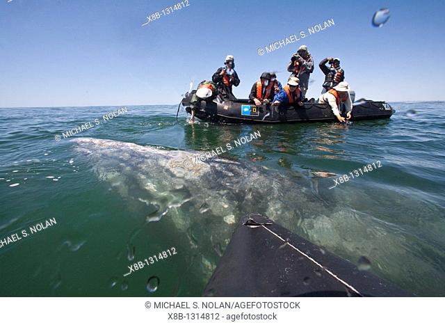Adult California gray whale Eschrichtius robustus with excited whale watchers in San Ignacio Lagoon on the Pacific side of the Baja Peninsula