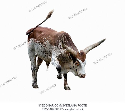 Brown and white longhorn steer isolated on white background