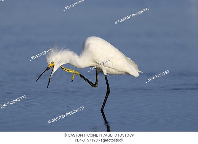 White heron (Ardea alba), Siesta Key, Sarasota, Florida, USA
