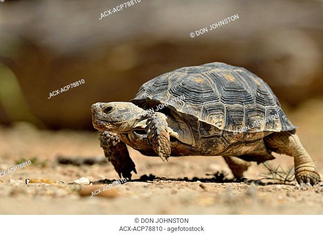 Texas Tortoise (Gopherus berlandieri), Rio Grande City, Texas, USA