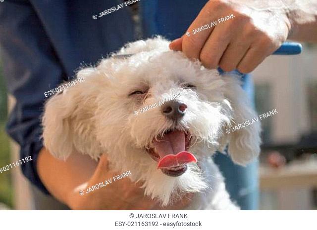 The white Bolognese dog is combing by female groomer. The dog's eyes are closed