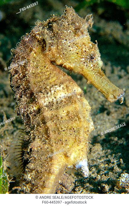 Estuary seahorse, Hippocampus kuda, Masaplod, Negros, Philippines
