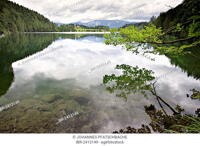 Trees reflected in Lake Gleinkersee, Upper Austria, Austria, Europe