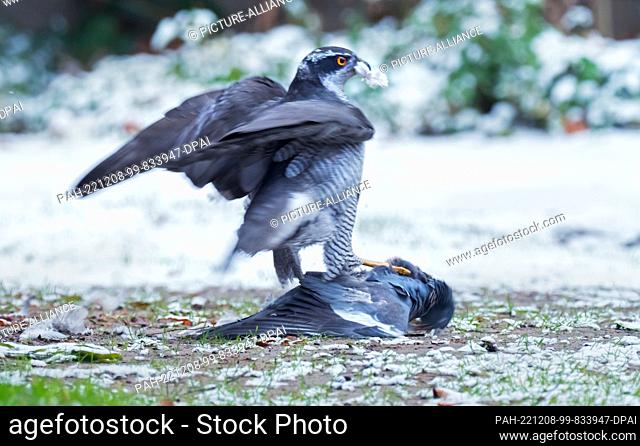 03 December 2022, Berlin: 03.12.2022, Berlin. A goshawk (Accipiter gentilis) strikes a wood pigeon (Columba palumbus) on a gray