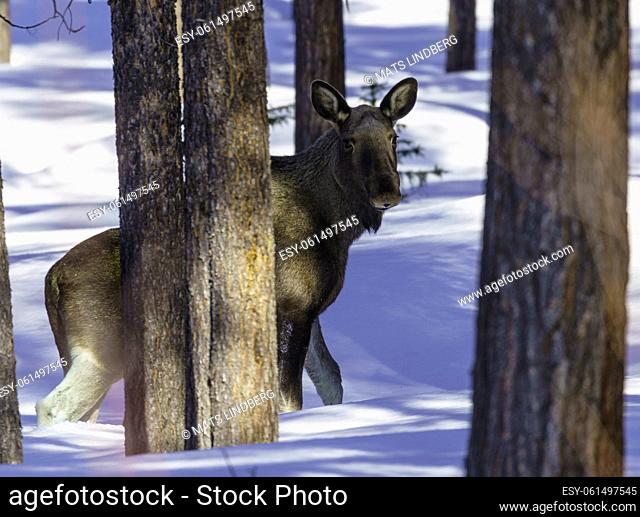 Moose, Alces alces, standing behind a pine tree in deep snow at Laponia, Stora sjöfallets national park, Swedish Lapland, Sweden