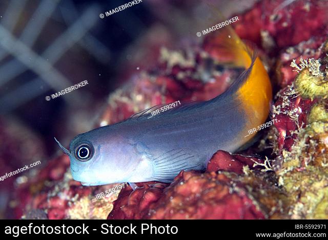 Bicolor blenny (Ecsenius bicolor), Other animals, Fish, Animals, Blennies, Bicolour Blenny adult, resting on coral, Fiabace (Four Kings), Raja Ampat Islands