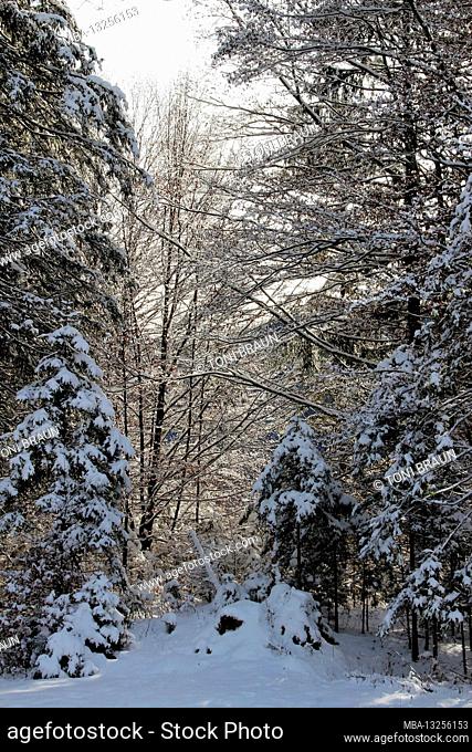 Winter hike near Gerold, near Klais, Europe, Germany, Bavaria, Upper Bavaria, Werdenfels, winter in the forest