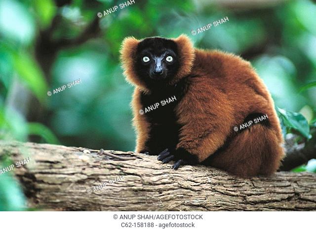 Red-ruffed Lemur (Varecia variegata rubra). Madagascar