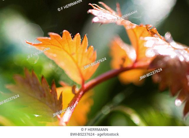 orange leaves with green background, Germany, Saxony