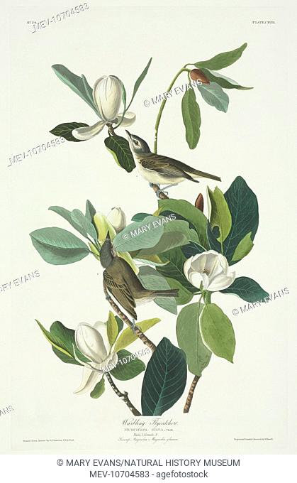 Plate 118 from John James Audubon's Birds of America, original double elephant folio (1831-34), hand-coloured aquatint. Engraved, printed and coloured by R