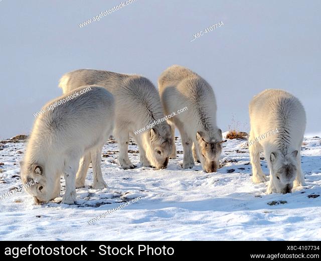Svalbard Reindeer (Rangifer tarandus platyrhynchus) in Groenfjorden, an endemic subspecies of Reindeer, which lives only in Svalbard and never was domesticated