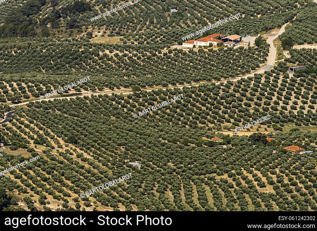 Jaen olive trees, Sierras de Cazorla, Segura and Las Villas natural park, Jaen, Andalucia, Spain