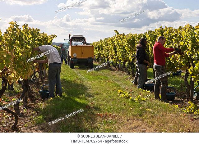 France, Dordogne, Monbazillac, Manual harvesting in the AOC Monbazillac