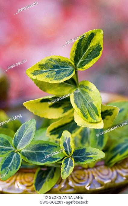 EUONYMUS FORTUNEI 'EMERALD 'N GOLD'