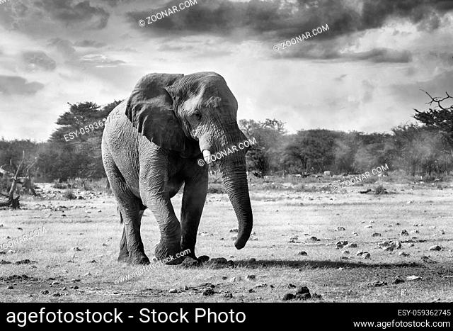 BW photo of majestic African Elephant walking to waterhole in Etosha National Park, Namibia africa safari wildlife