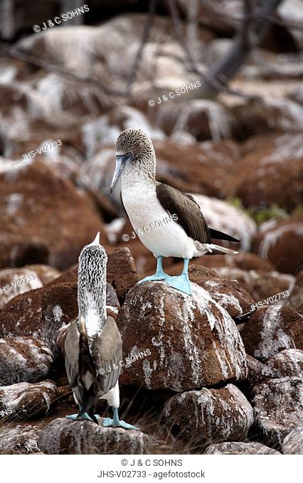 Blue Footed Booby, Sula nebouxii, Galapagos Islands, Ecuador, couple at nest
