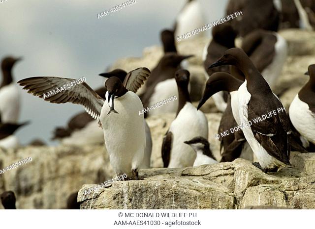 Common Murre, or Common Guillemot, Uria aalge, aka Thin-billed Murre, colony on rock cliff, Farne Islands, Great Britain