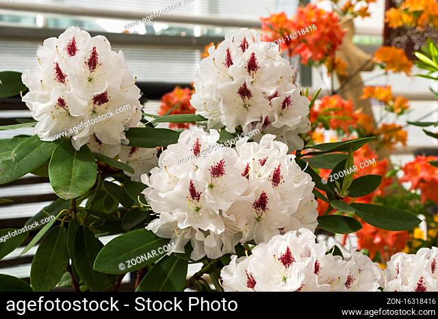 Blooming rhododendron of the Gudrun species